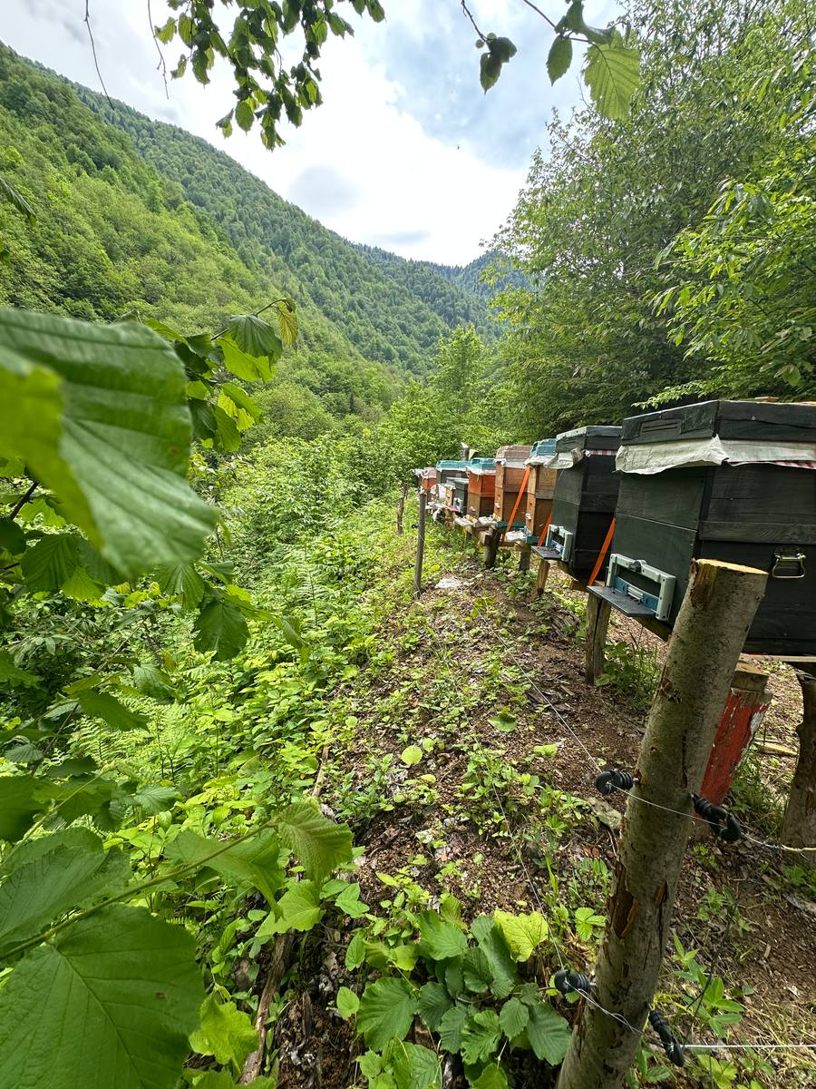 Arıcı Varlı ATAGÜN, Rize – profil fotoğrafı