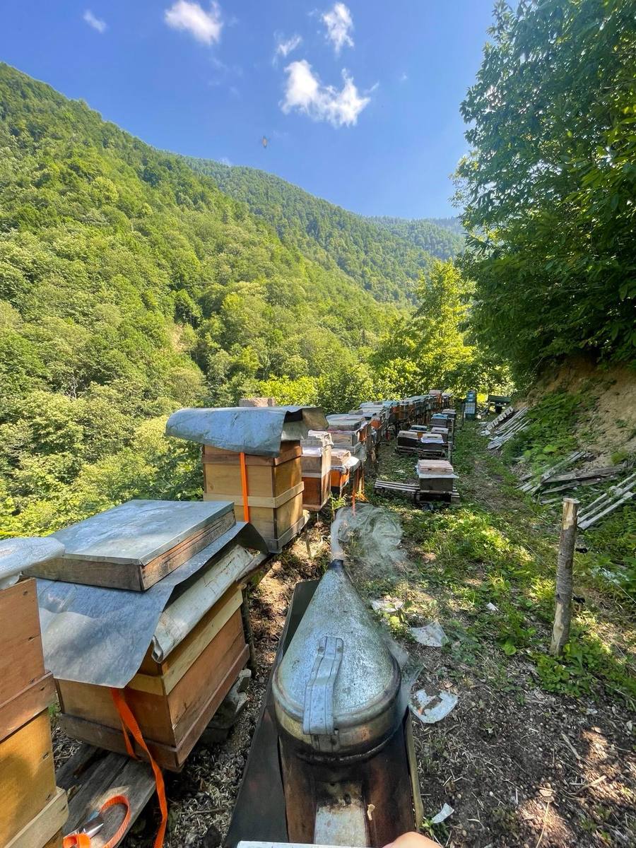 Arıcı Varlı ATAGÜN, Rize – profil fotoğrafı