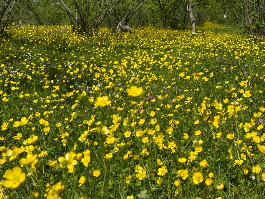 Arıcı Emrullah Güler, Ordu – profil fotoğrafı