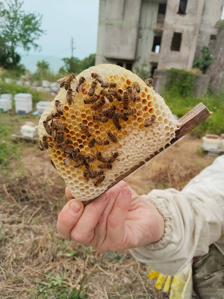 Arıcı Günay Karakaş, Zonguldak – profil fotoğrafı