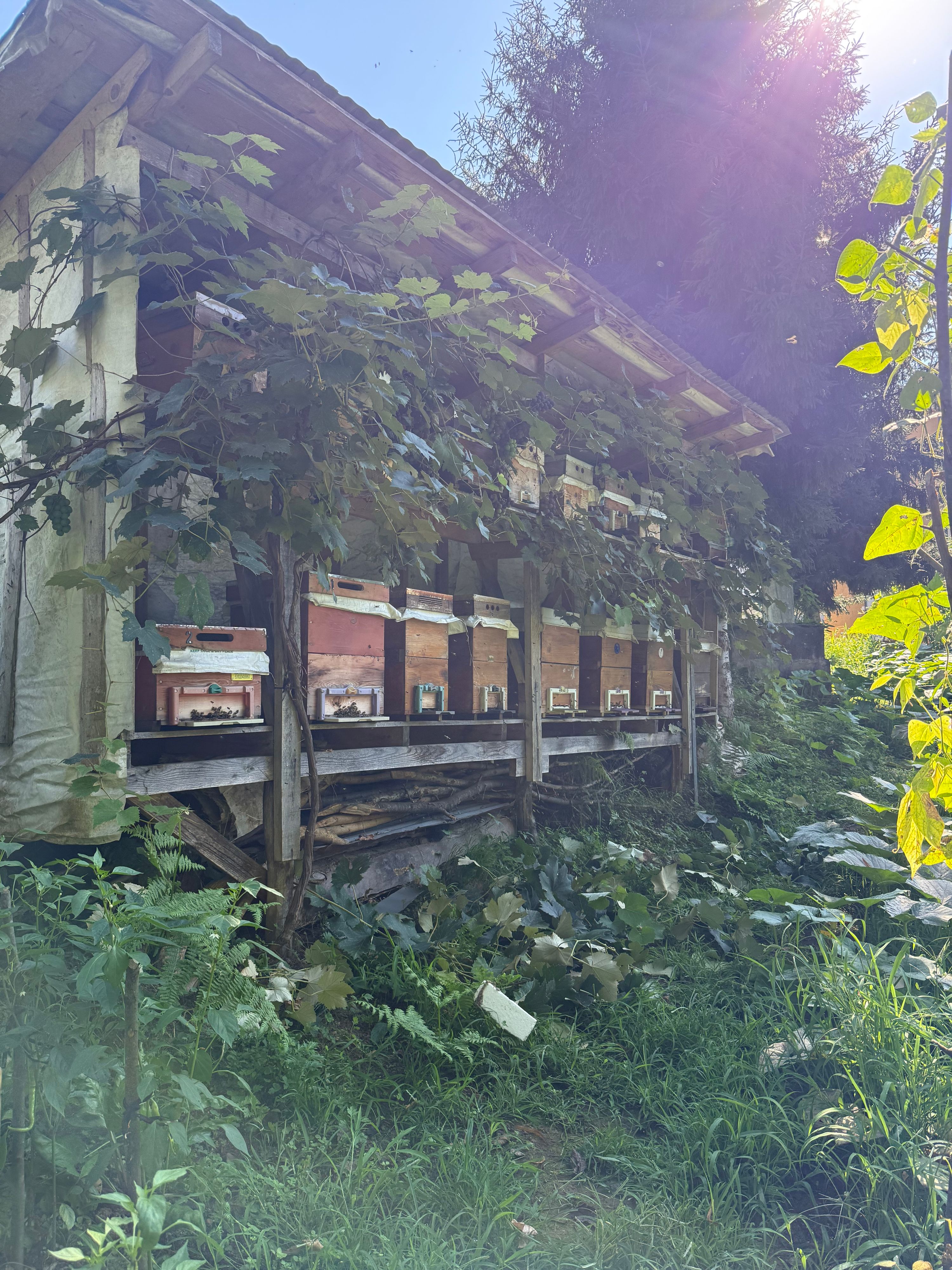 Arıcı Hamit Turaboğlu, Rize – profil fotoğrafı