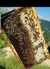 Düzce Orman Gülü Balı kg Cam Kavanoz – Arıcı Metin Söğüt – ürün fotoğrafı 4/4