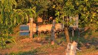 Kocaeli Kestane Balı kg Cam Kavanoz – Arıcı Mevlüt Gökçe – ürün fotoğrafı 5/5