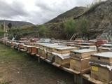 Erzurum Çiçek Balı 🍯 kg Cam Kavanoz – Arıcı Muhammet ADAR – ürün fotoğrafı 5/5
