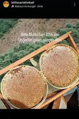 Bitlis Geven kekik poliflora kg Cam Kavanoz – Arıcı Ceylan Ceylan – ürün fotoğrafı 2/5