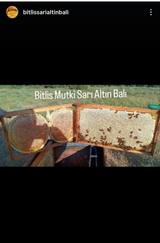 Bitlis Geven kekik poliflora kg Cam Kavanoz – Arıcı Ceylan Ceylan – ürün fotoğrafı 4/5
