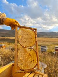 Erzurum Cicek kg petek – Arıcı Ersin İnan – ürün fotoğrafı 2/5